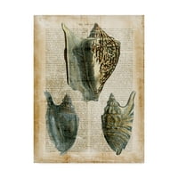 Трговска марка ликовна уметност „антиквариски школки I“ платно уметност од визија студио