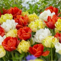 Bloomsz Double Late Tulip Mi цветни сијалици, 8-пакет