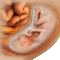 Медицинска илустрација за развој на фетусот со недели Постер Печатење