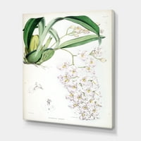 Античка бела орхидеја II сликарство платно уметничко печатење